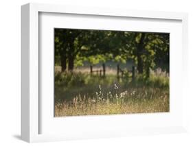 Wildlife Rich Hay Meadow, Early Morning Light in Summer, Lampeter, Wales, UK. June-Ross Hoddinott-Framed Photographic Print