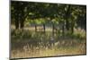 Wildlife Rich Hay Meadow, Early Morning Light in Summer, Lampeter, Wales, UK. June-Ross Hoddinott-Mounted Photographic Print