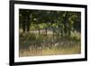 Wildlife Rich Hay Meadow, Early Morning Light in Summer, Lampeter, Wales, UK. June-Ross Hoddinott-Framed Photographic Print