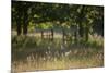 Wildlife Rich Hay Meadow, Early Morning Light in Summer, Lampeter, Wales, UK. June-Ross Hoddinott-Mounted Photographic Print