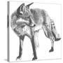 Wildlife Snapshot: Fox-Naomi McCavitt-Stretched Canvas