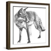 Wildlife Snapshot: Fox-Naomi McCavitt-Framed Art Print