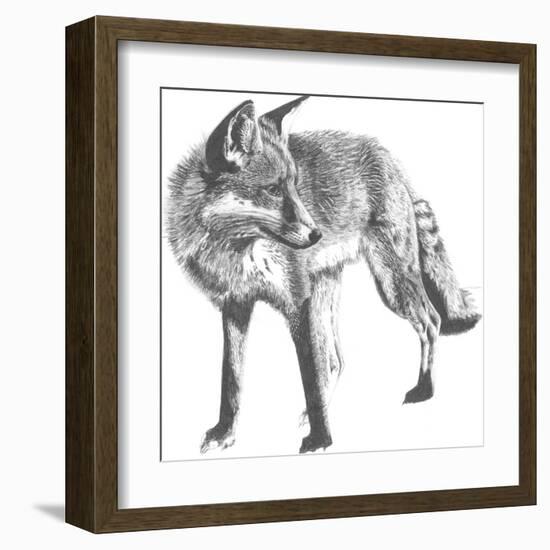 Wildlife Snapshot: Fox-Naomi McCavitt-Framed Art Print