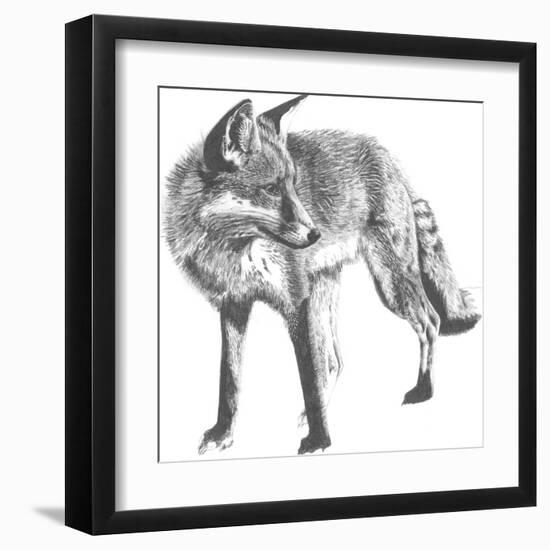 Wildlife Snapshot: Fox-Naomi McCavitt-Framed Art Print