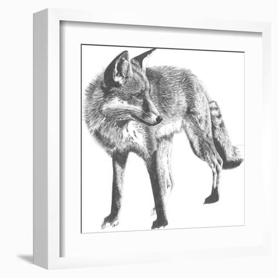 Wildlife Snapshot: Fox-Naomi McCavitt-Framed Art Print