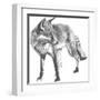 Wildlife Snapshot: Fox-Naomi McCavitt-Framed Art Print