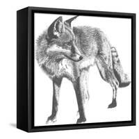 Wildlife Snapshot: Fox-Naomi McCavitt-Framed Stretched Canvas