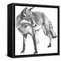 Wildlife Snapshot: Fox-Naomi McCavitt-Framed Stretched Canvas