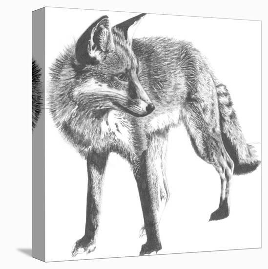 Wildlife Snapshot: Fox-Naomi McCavitt-Stretched Canvas
