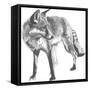 Wildlife Snapshot: Fox-Naomi McCavitt-Framed Stretched Canvas