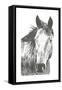 Wildlife Snapshot: Horse I-Naomi McCavitt-Framed Stretched Canvas