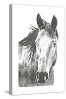 Wildlife Snapshot: Horse I-Naomi McCavitt-Stretched Canvas