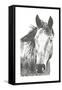 Wildlife Snapshot: Horse I-Naomi McCavitt-Framed Stretched Canvas
