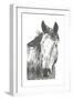 Wildlife Snapshot: Horse I-Naomi McCavitt-Framed Art Print