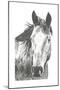 Wildlife Snapshot: Horse I-Naomi McCavitt-Mounted Art Print