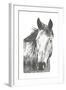 Wildlife Snapshot: Horse I-Naomi McCavitt-Framed Art Print