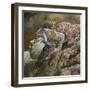 Wildlife-Wildlife Wildlife-Framed Premium Giclee Print