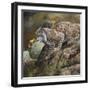 Wildlife-Wildlife Wildlife-Framed Premium Giclee Print