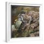 Wildlife-Wildlife Wildlife-Framed Premium Giclee Print