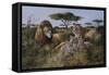 Wildlife-Trevor V. Swanson-Framed Stretched Canvas