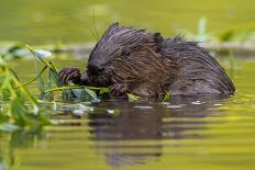 Wet Eurasian Beaver Eating Leaves in Swamp in Summer-WildMedia-Stretched Canvas