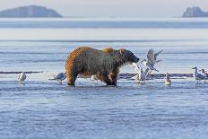 A Summer Day in Canoe Country-wildnerdpix-Photographic Print