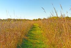 Quiet Path in to the Prairie-wildnerdpix-Photographic Print