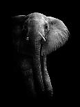 Elephant!-WildPhotoArt-Premium Photographic Print