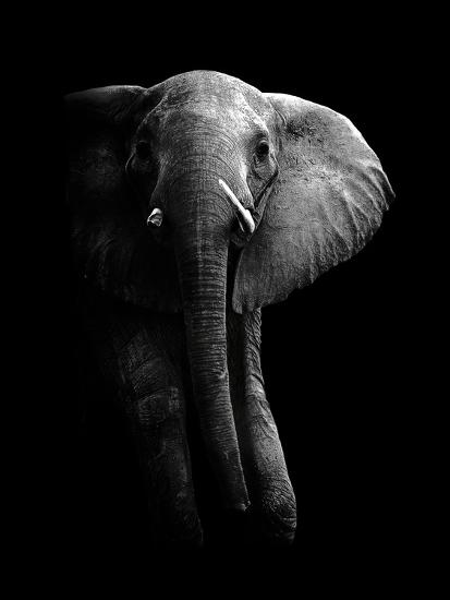 Photographic Print, , large
