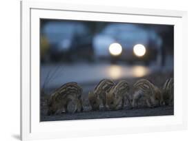 Wildschweine (Sus Scrofa), Frischlinge Am Stra§Enrand, Grunewald, Hÿttenweg, Berlin, Deutschland-Florian Moellers-Framed Photographic Print