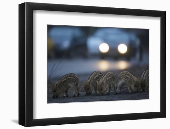 Wildschweine (Sus Scrofa), Frischlinge Am Stra§Enrand, Grunewald, Hÿttenweg, Berlin, Deutschland-Florian Moellers-Framed Photographic Print