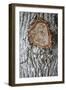 Wildwood - Bark-Tony Koukos-Framed Giclee Print