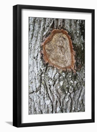 Wildwood - Bark-Tony Koukos-Framed Giclee Print