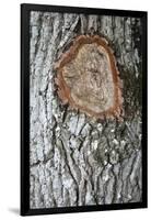 Wildwood - Bark-Tony Koukos-Framed Giclee Print