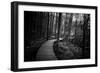 Wildwood Path-Rory Garforth-Framed Photographic Print