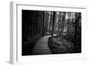 Wildwood Path-Rory Garforth-Framed Photographic Print