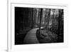 Wildwood Path-Rory Garforth-Framed Photographic Print