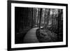 Wildwood Path-Rory Garforth-Framed Photographic Print