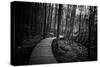 Wildwood Path-Rory Garforth-Stretched Canvas