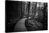 Wildwood Path-Rory Garforth-Stretched Canvas