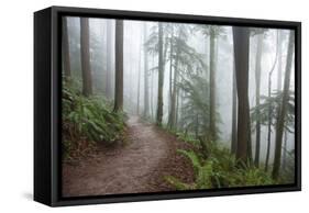 Wildwood Trail In Forest Park. Portland, Oregon-Justin Bailie-Framed Stretched Canvas