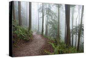 Wildwood Trail In Forest Park. Portland, Oregon-Justin Bailie-Stretched Canvas