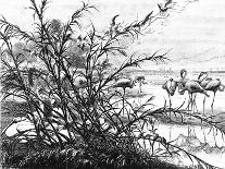 A Parliament of Birds on the Lake Menaleh, 1880-Wilhelm Gentz-Giclee Print