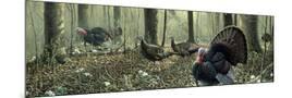 Wood Mount