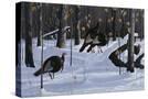 Stretched Canvas