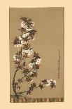 'The Cherry Blossoms of Mikawa', 19th century, (1886)-Wilhelm Greve-Giclee Print