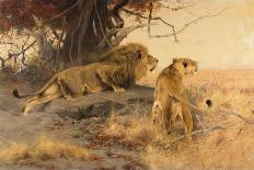 A Lion and Lioness at a Stream-Wilhelm Kuhnert-Stretched Canvas