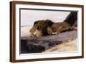 Brown Frame
