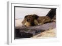 White Frame