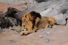 Lion Reclining in a Rocky Landscape-Wilhelm Kuhnert-Giclee Print